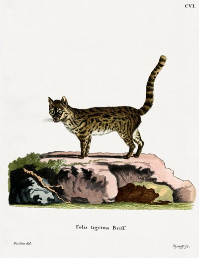 Tiger Cat (farget gravering) av German School