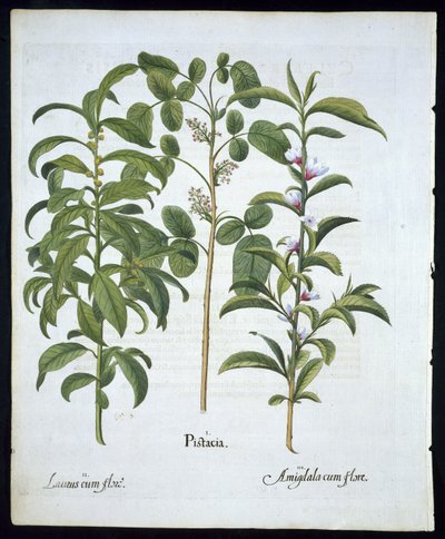 Tittel: Pistachio Nut, Bay Tree (Laurus Nobilis) and Almond, plate 6 fra Hortus Eystettensis av Basil Besler (1561 - 1629) pub 1613 (håndfarget gravering) av German School