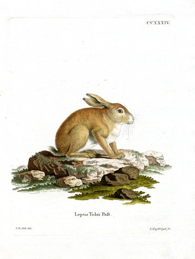 Tolai Hare (farget gravering) av German School