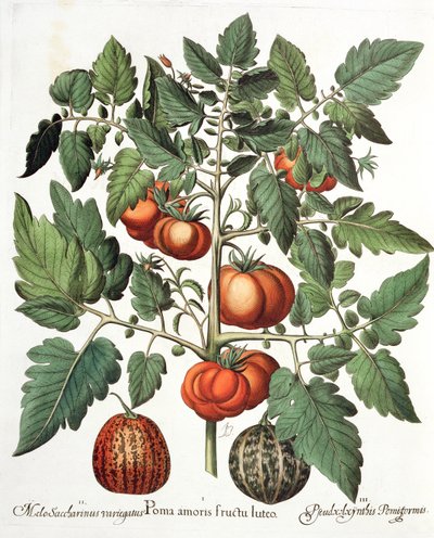 Tomater og meloner: 1. Epler av kjærlighet gul frukt; 2. Melo Saccharinus variegatus; 3. Pseudocolocynthis Pomiformis, fra Hortus Eystettensis av Basil Besler (1561-1629), pub. 1613 av German School