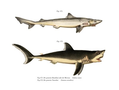 Tope Shark (farge litho) av German School