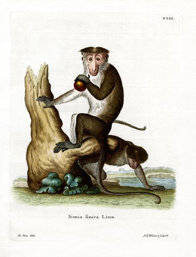 Toque Macaque (farget gravering) av German School