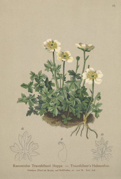 Traunfellners kråkefot (Ranunculus Traunfellneri) av German School