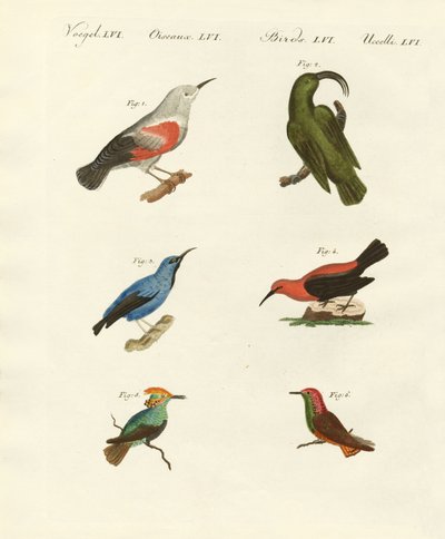 Treecreepers og kolibrier av German School