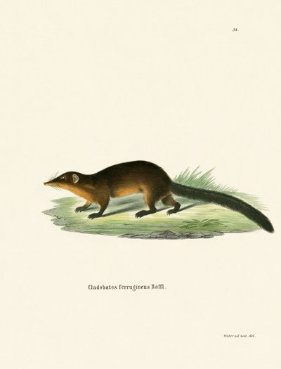 Treeshrew (farget gravering) av German School