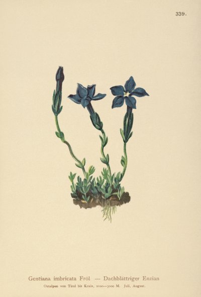 Triglav Gentian (Gentiana terglouensis, Gentiana imbricata) av German School