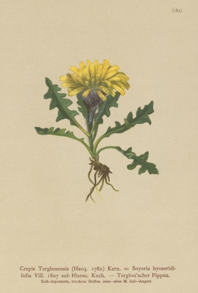 Triglav Hawkbeard (Crepis Terglouensis, Soyeria hyoseridifolia sub Hierac.) av German School