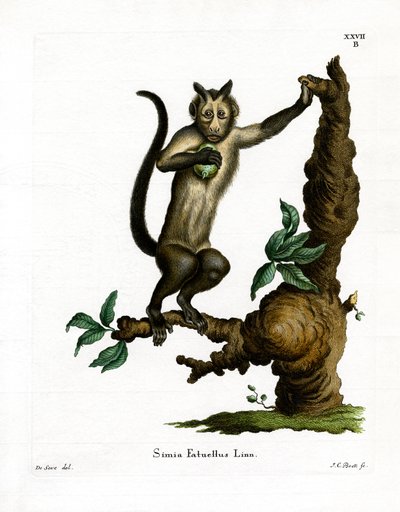 Tufted Capuchin (farget gravering) av German School