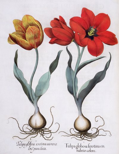 Tulipaner: 1. Tulipa globosa serotina cinnabrio farge; 2. Tulipa globosa serotina aureo color punctata, fra Hortus Eystettensis av Basil Besler (1561-1629), pub. 1613 av German School