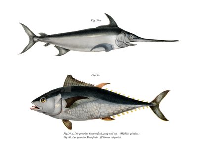 Tunfisk (farge litho) av German School
