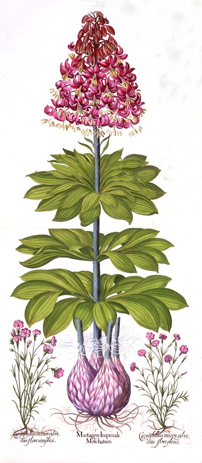 Turks Cap Lily and Dianthus, fra Hortus Eystettensis, av Basil Besler (1561-1629), pub. 1613 (håndfarget gravering) av German School