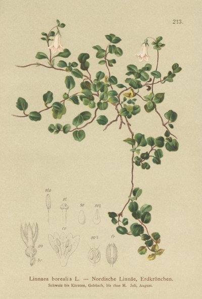 Tvillingblomst (Linnaea borealis) av German School