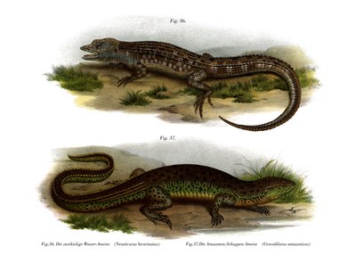 Tosidig Neusticurus (farge litho) av German School
