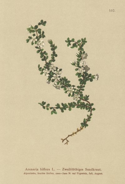 Toblomstret sandurt (Arenaria biflora) av German School