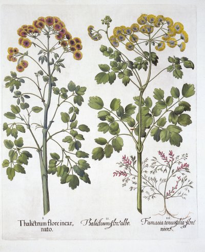 Two Kinds of Meadow Rue and Fumewort , fra Hortus Eystettensis, av Basil Besler (1561-1629), pub. 1613 (håndfarget gravering) av German School