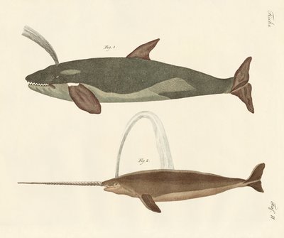 To typer hvaler av German School