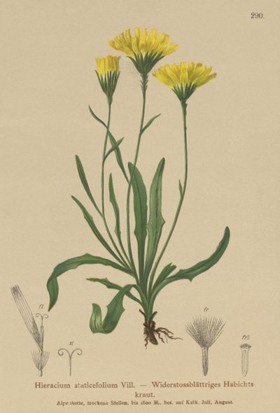 Paraplymelkeurt (Hieracium staticefolium, Hieracium staticifolium, Tolpis staticifolia, Chlorocrepis staticifolium, Chlorocrepis staticifolia) av German School