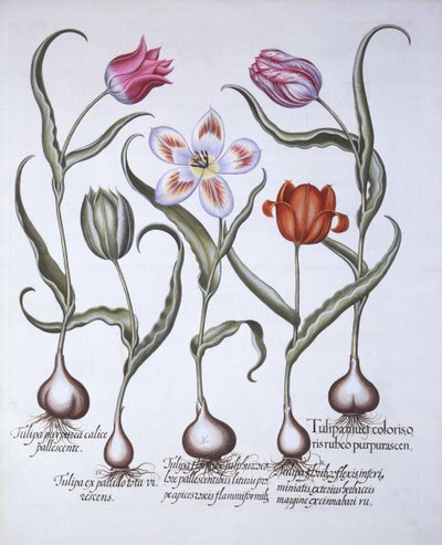 Varieties of Tulip, fra Hortus Eystettensis, av Basil Besler (1561-1629), pub. 1613 (håndfarget gravering) av German School