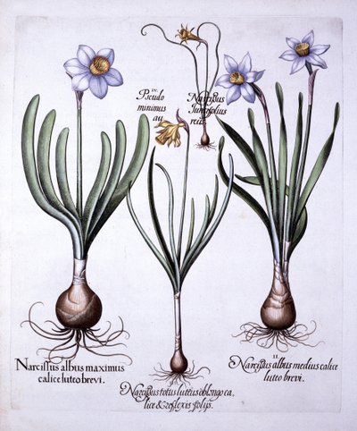 Diverse Narcissi, fra Hortus Eystettensis, av Basil Besler (1561-1629), pub. 1613 (håndfarget gravering) av German School