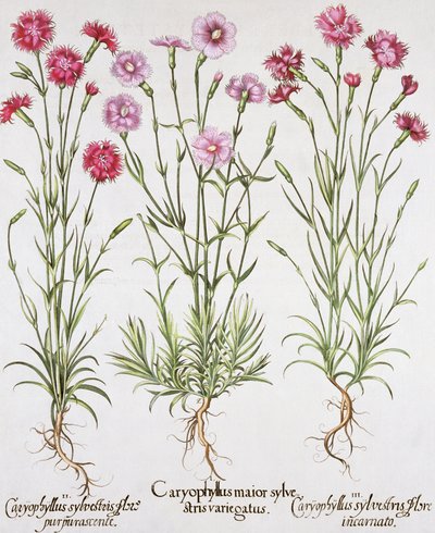 Ulike varianter av Dianthus, fra Hortus Eystettensis av Basil Besler (1561-1629), pub. 1613 (håndfarget gravering) av German School