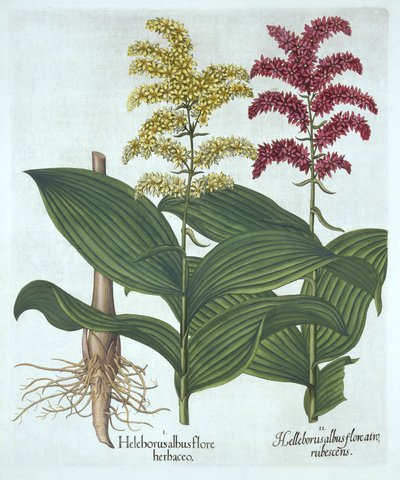 Veratrum, fra "Hortus Eystettensis", av Basil Besler av German School