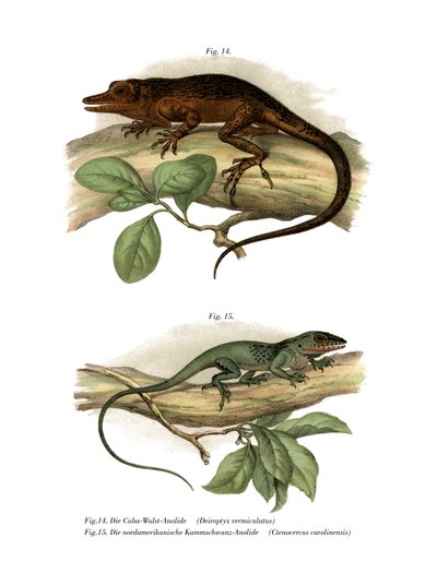 Vinales Anole (farge litho) av German School
