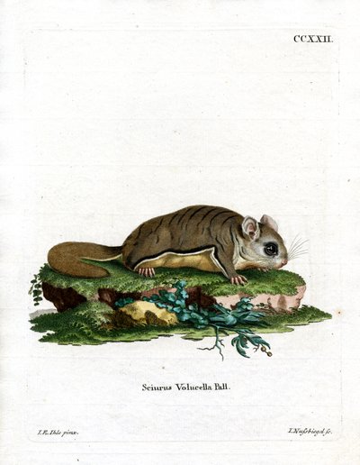 Virginian Flying Squirrel (farget gravering) av German School