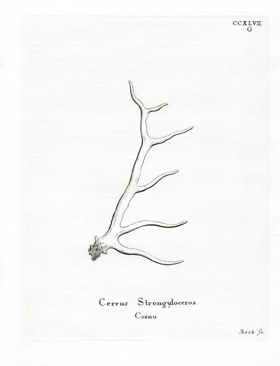 Wapiti Antlers (farget gravering) av German School