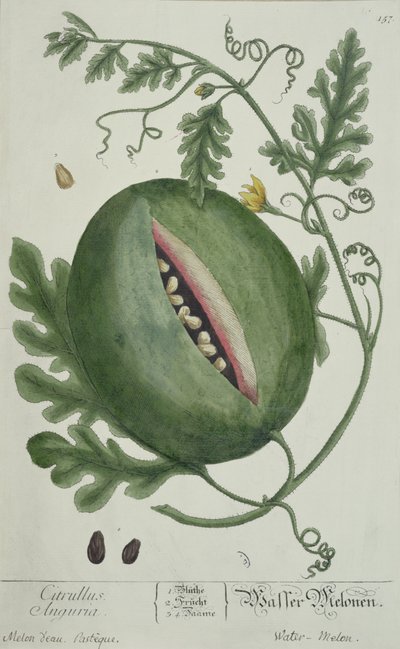 Watermelon, fra A Curious Herbal, tysk utgave, utgitt 1757 av German School