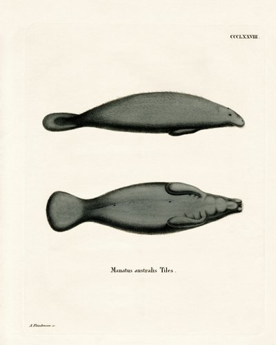 West Indian Manatee (farget gravering) av German School