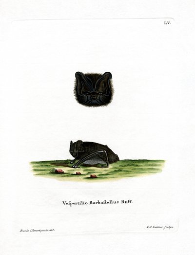 Western Barbastelle (farget gravering) av German School