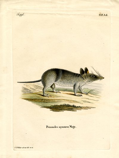 Western Barred Bandicoot (farget gravering) av German School