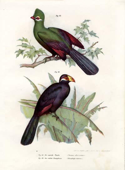 Hvitknepet Turaco, 1864 av German School