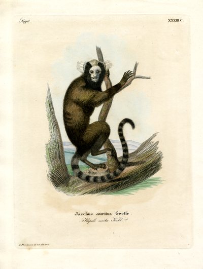 Hvitøret marmoset (farget gravering) av German School