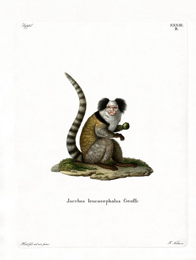 Marmoset med hvit hode (farget gravering) av German School