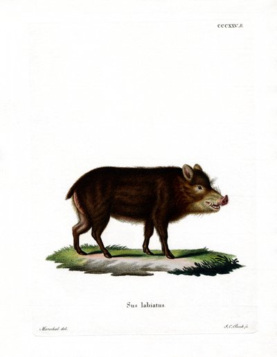 Peccary med hvit leppe av German School