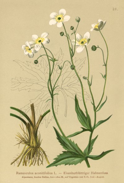 Hvite ungkarsknapper (Ranunculus aconitifolius) av German School