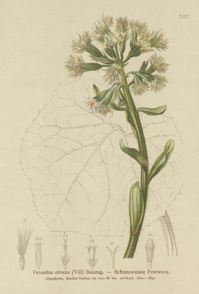White Butterbur (Petasites niveus, Petasites albus) av German School