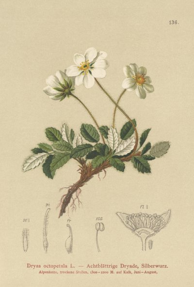 Hvite dryas av German School