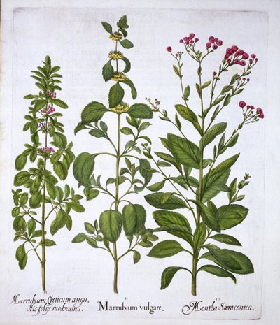 White Horehound, Horehound and Mint, fra Hortus Eystettensis, av Basil Besler (1561-1629), pub. 1613 (håndfarget gravering) av German School