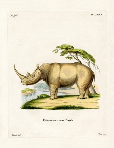 White Rhinoceros (farget gravering) av German School
