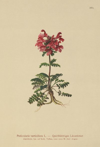 Slyngelusurt (Pedicularis verticillata) av German School