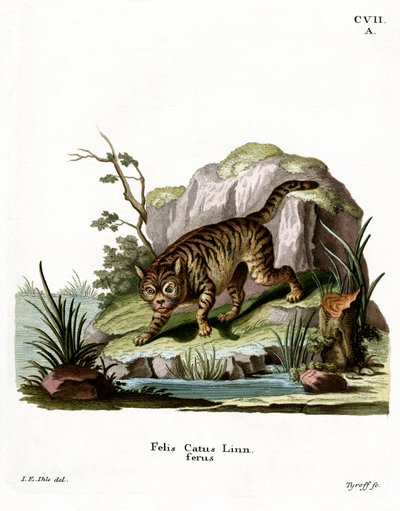 Wildcat (farget gravering) av German School