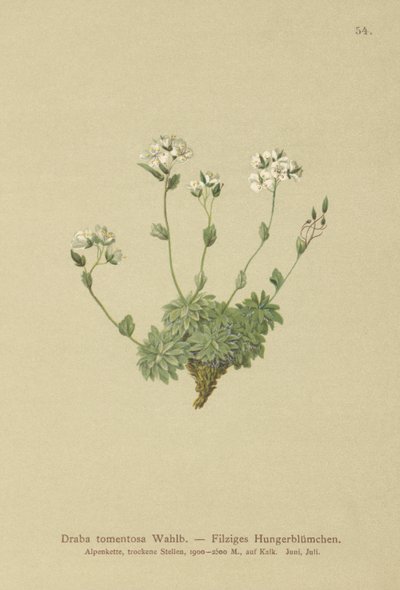 Wolley Whitlow-gress (Draba tomentosa) av German School