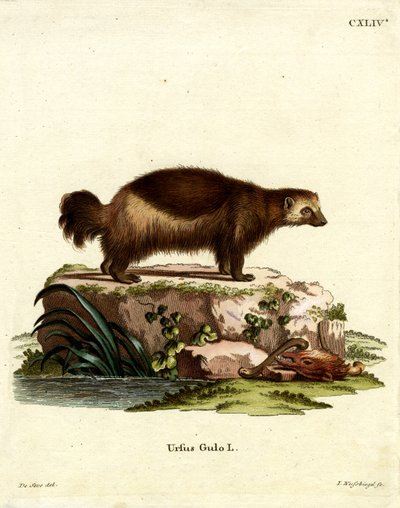 Wolverine (farget gravering) av German School