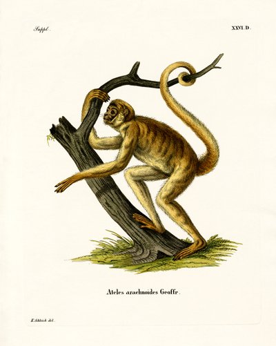 Woolly Spider Monkey (farget gravering) av German School