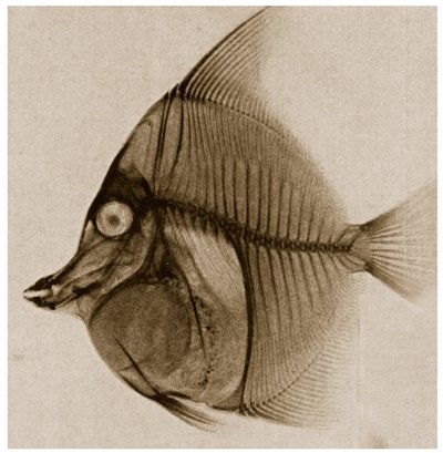Røntgen av en fisk ca. 1890 av German School