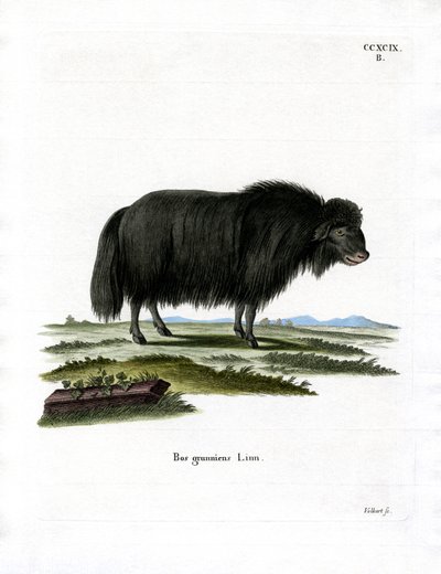 Yak (farget gravering) av German School