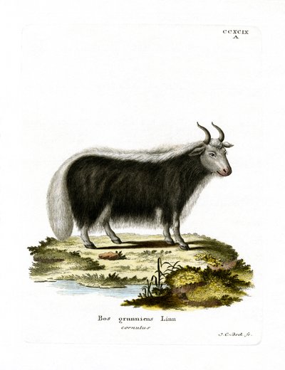Yak (farget gravering) av German School