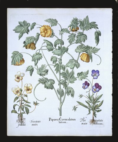 Yellow Horned Poppy, fra Hortus Eystettensis av Basil Besler (1561-1629), pub. 1613 (håndfarget gravering) av German School